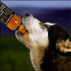  Волк пьет <b>пиво</b>  гифка анимация