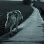 Одинокий волк идет по дороге