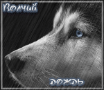 Волчий дождь. Волк с голубыми глазами