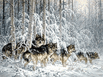  Стая <b>волков</b> в зимнем лесу  гифка анимация