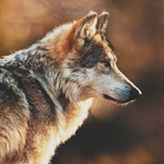 Волк на коричневом фоне