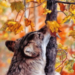  Волк <b>нюхает</b> осенние листья в лесу и шевелит ушами  гифка анимация