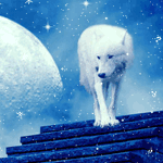 Волк в заснеженую ночь