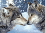  <b>Волки</b> целуются  гифка анимация