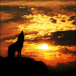 Воющий волк при заходе солнца
