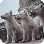 Три волчонка