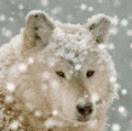 Белый волк зимой