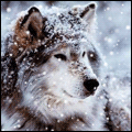 Волк под снегом