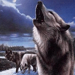  <b>Волки</b> воют в ночи  гифка анимация