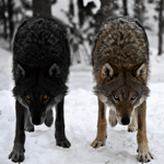 Моргающие волки
