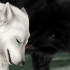  <b>Черный</b> волк проявляет заботу к белому волку  гифка анимация