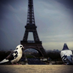  <b>Два</b> голубя на фоне эйфелевой башни  гифка анимация