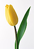  Свежесрезанный желтый тюльпан с зеленым <b>листиком</b>  гифка анимация