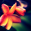 Красивый экзотический цветок оранжевого цвета