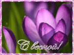 Фиолетовый цветок крокуса (с весной!)