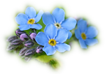 Голубые цветы <b>словно</b> наши мечты  гифка анимация