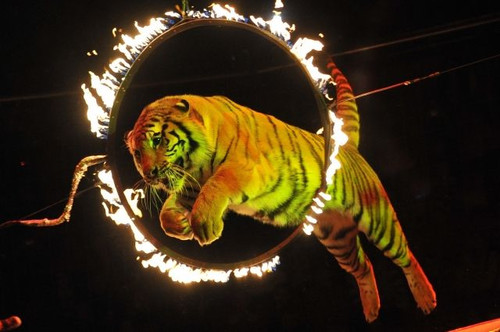 Открытки. Всемирный день цирка. Тигр в прыжке через огнен...