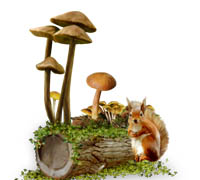 Белка у поваленного дерева с грибами