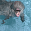 Дельфин с раскрытым ртом