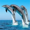  <b>Три</b> дельфина в полете над водой  гифка анимация
