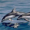  Дельфины <b>над</b> водой  гифка анимация
