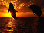 Дельфины на закате солнца