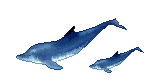 Дельфины плывут к косякурыбы