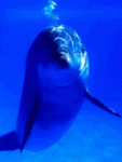 Вид дельфина сквозь воду
