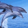  <b>Три</b> дельфина  гифка анимация
