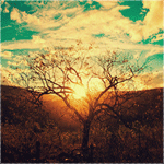 Дерево в пустыне на фоне неба