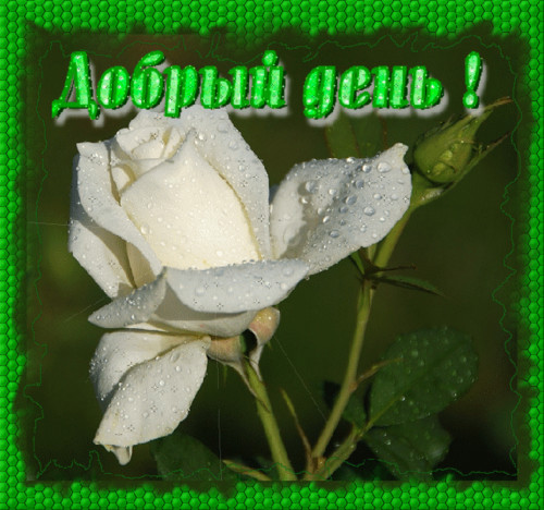 Добрый день! Белая роза в росе