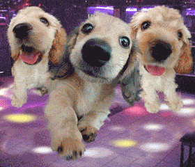 Три щенка танцуют диско
