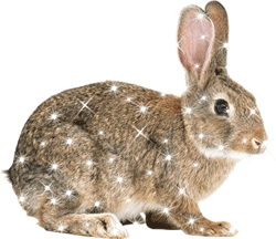 Анимированное фото зайца