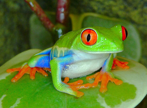 Очаровательная красноглазая лягушка с голубыми бочками и ...