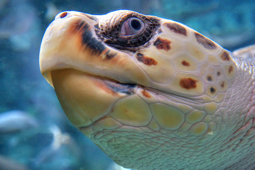 Фотография головы черепахи крупным планом