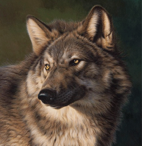 Рисунок волка выполнен мастерски