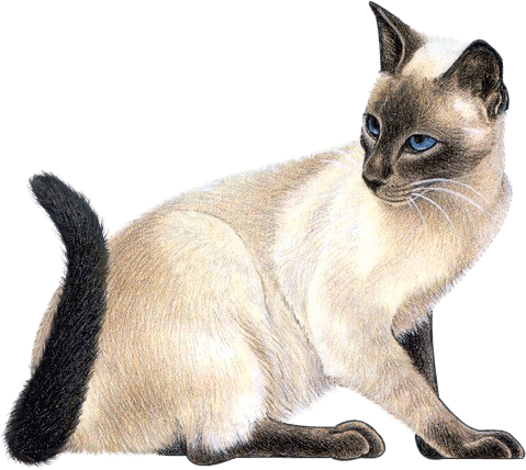 Нарисованная сиамская кошка с голубыми глазами