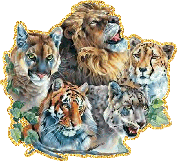 Все большие кошки на одной картинке - лев, тигр, снежный ...