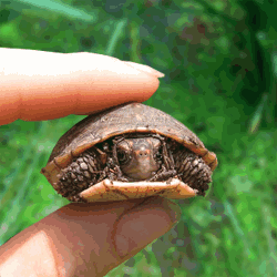 Смешная анимированная черепаха