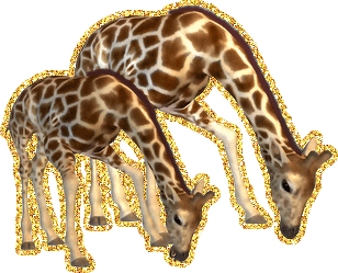 Анимированная блестящая гиф анимация с двумя жирафами на ...