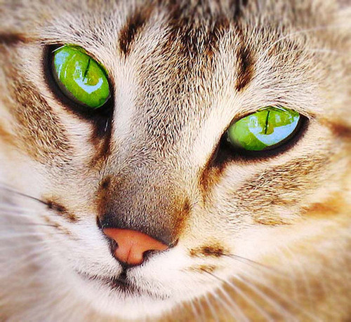 Замечательное фото зеленоглазой кошки с оранжевой кнопочк...
