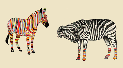 Две зебры одна разноцветными полосками, а другая – с обыч...