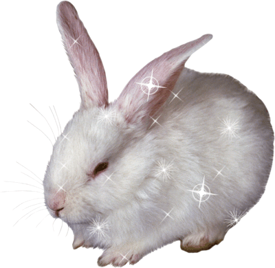 Анимированная фотография кролика альбиноса