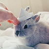 Кролику надевают бумажную шапочку