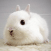 Белый кролик-символ года