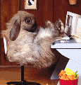 Кролик за компом