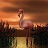 Розовый фламинго на закате
