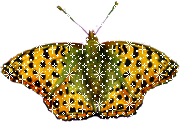 Бабочка желтая в крапинку