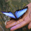 Бабочка- очаровашка сидит на руке