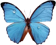  <b>Голубая</b> бабочка  гифка анимация